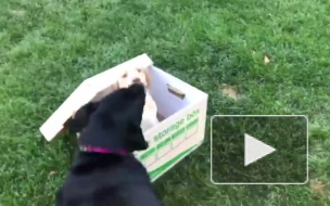 Лабрадор прославился в Сети после реакции на подарок