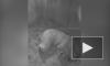 Появилось трогательное видео с новорожденным белым медвежонком в Ростовском зоопарке