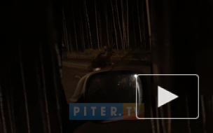 Видео: автомобиль сбил лося в Юнтолово
