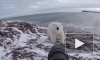 Видео из Чукотки: Бесстрашный фотограф гоняет белого медведя