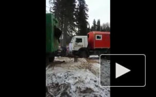 В Нижневартовске рабочие вытащили медведя, который застрял в окне 