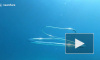Дайвер снял на видео потрясающе красивое видео соединения колец воздуха под водой