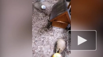 Видео: в Ленинградском зоопарке броненосцы играют с мячом
