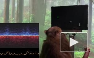 Стартап Маска показал обезьяну, играющую в видеоигры силой мысли