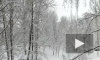 Воронеж накрыло мощным снегопадом