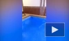 Во Владимире проверят СПА-комплекс после видео с крысой в бассейне