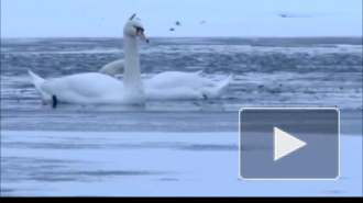 Лебединая верность: лебедь не улетел из-за своей раненой подруги