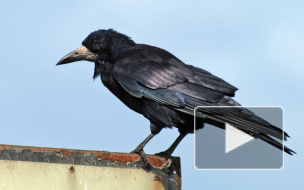 Петербуржцев заклевывают агрессивные вороны