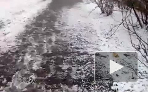 К выходным в Петербурге погода лучше не станет