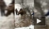 В Омской области спасли запутавшегося в проводах лося