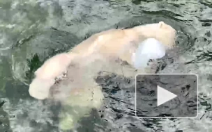 Сотрудники Ленинградского зоопарка записали видео с играющей медведицей Хаарчаной