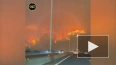 В Чили из-за лесных пожаров погибли 46 человек