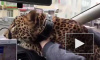 Видео из Екатеринбурга: В такси по городу катался леопард