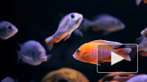 У африканских рыб появилась способность продлевать себе жизнь