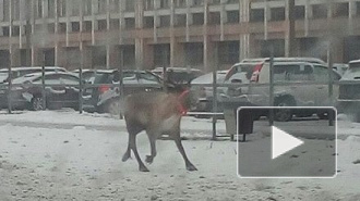 "Рога отрастил, всё можно?": как петербуржцы оленя в городе ловили