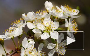 Главный синоптик: 18 мая в Петербурге станет аномально теплым