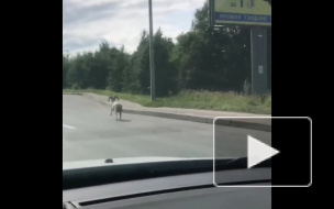 На окраине Петербурга нашли баранов, спасшихся от Курбан-Байрама