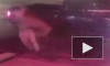 Смешное видео из Канады: дикий олень сбил с ног мужчину