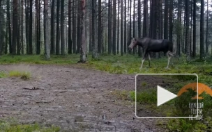 В видеоловушку под Петербургом попали лосиха и три ее жениха