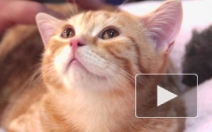 Кошки элитных пород ждут петербуржцев на выставке «Рождественская звезда»