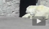 Петербургский зоопарк ищет имя для трогательного белого медвежонка