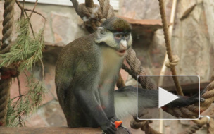 В честь дня рождения в Ленинградском зоопарке торжественно чавкали экзотические животные