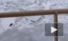На Финском заливе у тюленей стартовал "сезон новорожденных"