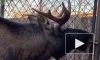 В Ленинградском зоопарке рассказали, зачем олень носит рога