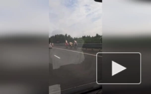 По Новоприозерскому шоссе промчались велосипедисты с резиновыми женщинами