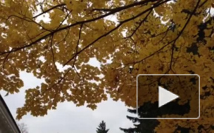 На Крестовский остров из-за мины вызывали взрывотехников