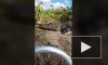 Видео из Флориды: Крокодил запрыгнул в лодку к туристам