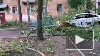 Дерево обрушилось на такси в Кировском районе