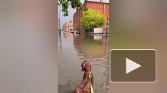 Улицы Петербурга затопило из-за ливня 3 августа 