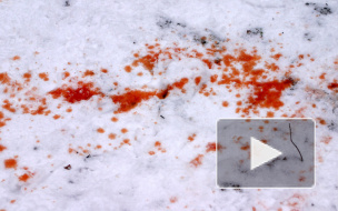 Под Саратовом собака застрелила хозяина