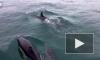 Больше сотни дельфинов окружили рыбаков в Великобритании
