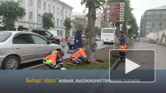 Видео: на Ленинградском проспекте в Выборге уложили новый газон