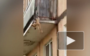 В Ярославской области проверят инцидент со свисающей с балкона собакой