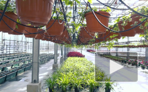 Весной Петербург будут украшать восемь миллионов цветов