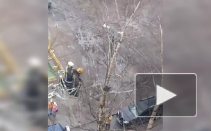 Петербургского котика снимать с березы приехали две пожарные машины