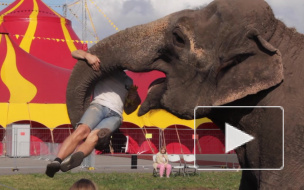 Прохожие в шоке - слоны гуляют в Купчино