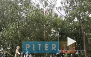 В Петербурге от сильного ветра повалило деревья