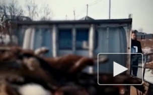 Жуткое видео из Благовещенска: Задержан владелец приюта для собак после гибели 47 питомцев