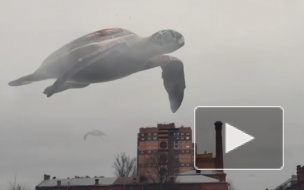 Над Обводным каналом летают гигантские черепахи. Их создал дизайнер Вадим Соловьев