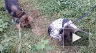 В Хабаровске ищут школьниц, выкладывавших жуткие видео издевательств над животными