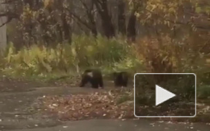 Медведица напала на мужчину возле школы на Камчатке