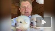 Глава Приморья через Instagram раздает щенков акита-ину