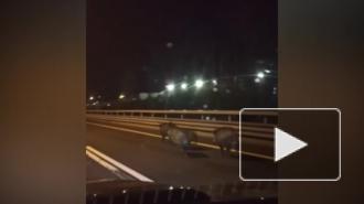 Семейство кабанов устроило забег на ЗСД