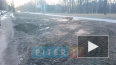 Видео: петербуржцы пожаловались на бессмысленную вырубку...