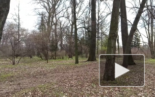 В Ботаническом саду записали звуки ожившей природы