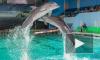 Для здания дельфинария на Крестовском острове ищут нового хозяина